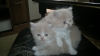 малки персийски котенца