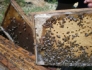 Плодникови пчелни пластмасови основи