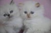 Продаваме котенца от Уникални и изключително ценни породи! ! ! - Оригиналната Персийка, Меконгски Бобтейл,...