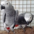 Облечени двойки африкански грозни папагали за добър дом,